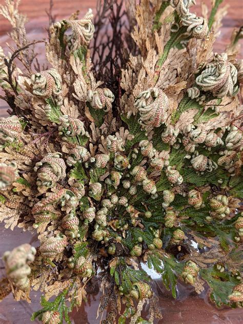 The Complete Guide to Rose of Jericho — Gardening, Herbs, Plants, and ...