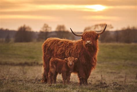 Highland Cattle Wallpapers - Wallpaper Cave