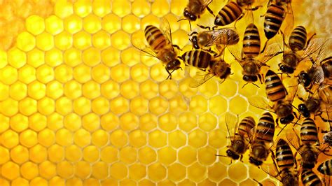 Buzzing Beauty: HD Wallpaper of Bees and Honeycomb