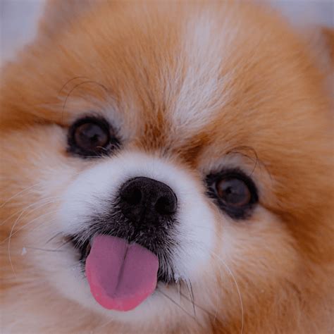 Miniature Small Dog Breeds Purchase Wholesale | www.pinnaxis.com