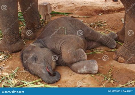 How Do Elephants Sleep