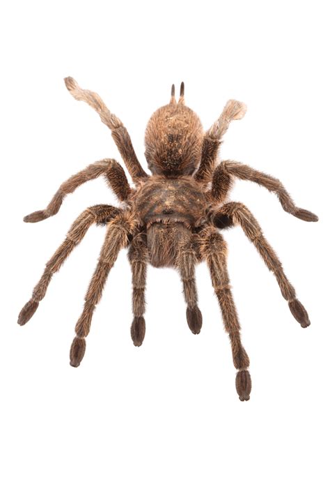 Rose Hair Tarantula Nature, Nature, Beauty, Animal PNG Transparent ...