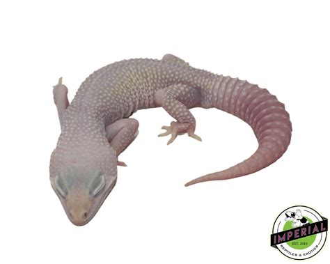 Blazing Banana Blizzard Leopard Gecko