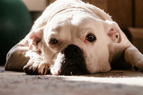 American Bulldog Age Chart: Growth & Lifespan Guide