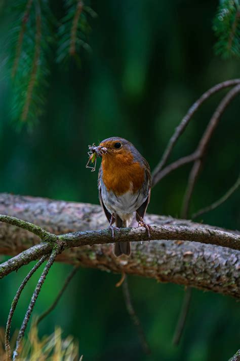 Fichole+Vonrueden+Breasts Photos, Download The BEST Free Fichole+Vonrueden+Breasts Stock Photos ...