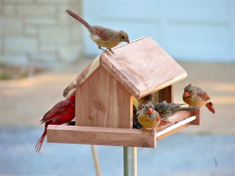 Cardinal Bird Feeders
