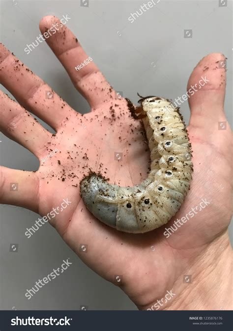 Hercules Beetle Larvae
