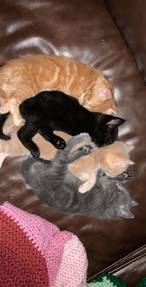 4 week old babies 🥰🥺 | Scrolller