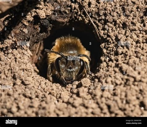 Ground nesting native bee hi-res stock photography and images - Alamy