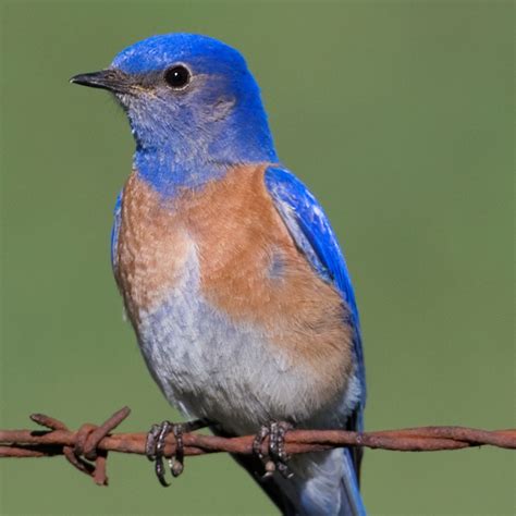 Most Common Backyard Birds in South Carolina (Birds Facts)