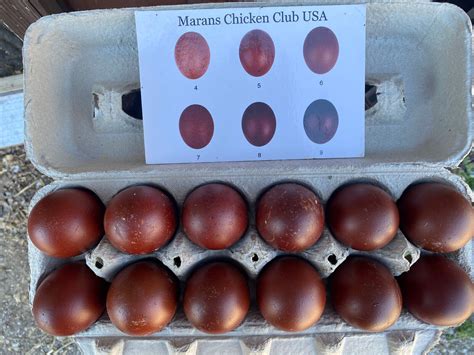 6+1 Black Copper Marans and Blue Copper | Grelly USA