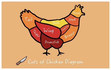 butcher cut main cuts of chicken 35192666 Vector Art at Vecteezy