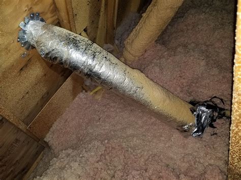 Squirrel Extermination In Attic