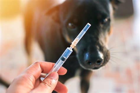 Are Yearly Dog Vaccines Necessary? | Dix Hills Animal Hospital