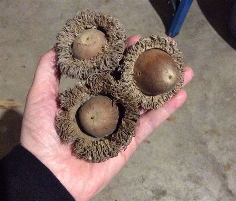 Burr Oak – an Awesome South Texas Tree