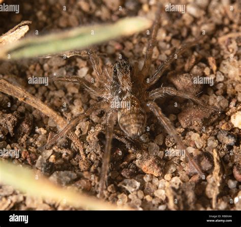 Black wolf spider hi-res stock photography and images - Alamy