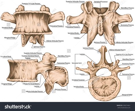 Second Lumbar Vertebra, Lumbar Vertebrae, Vertebral Bone, Vertebra ...