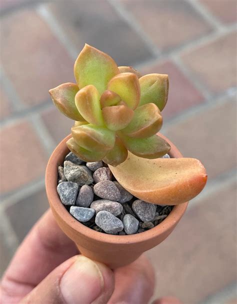 All You need to know about Sedum Adolphii Golden glow