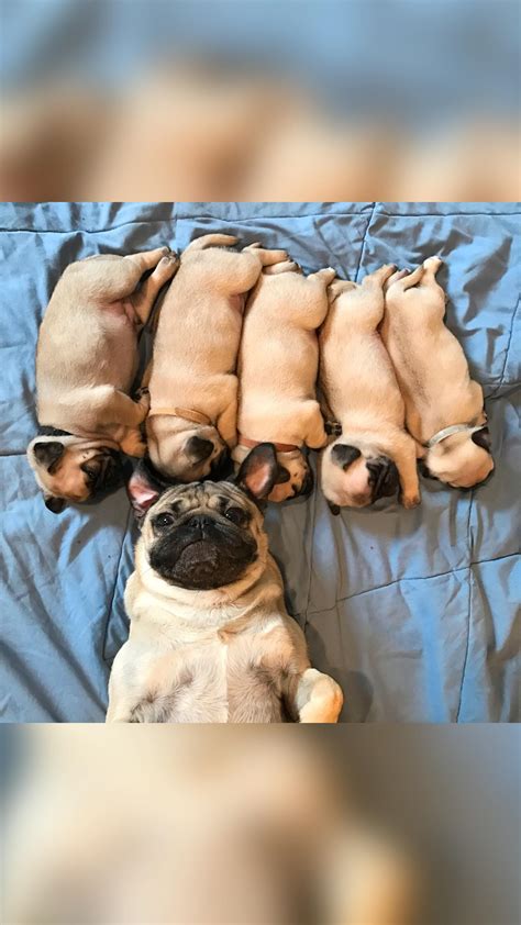 Doug the Pug | HAPPY NATIONAL PUG DAY!!!! 🐾🎉 Send to someone who loves ...