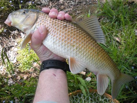 Secrets to Fly Fishing for Suckers - Sporting Classics Daily