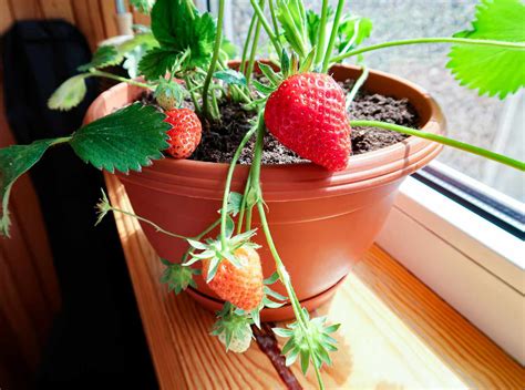 Indoor Strawberry Plants