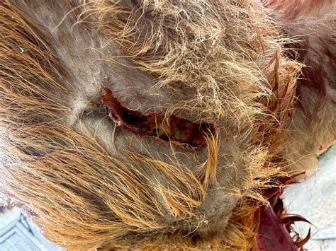Can You Eat Deer That Have Been Injured? – Wildscape Deer Management