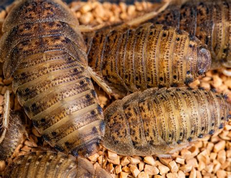 Dubia Roaches — PNW Reptile Bites