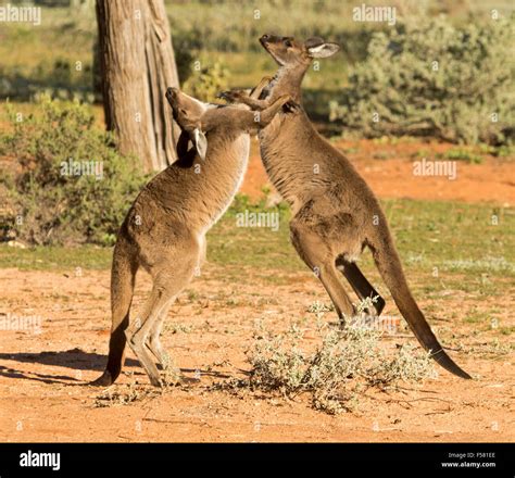 Kangaroo Boxing In Australia at Rosa Vega blog