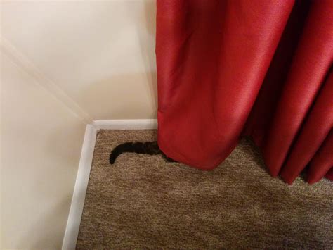 If he can't see you, then you can't see him. : r/ThereIsnoCat