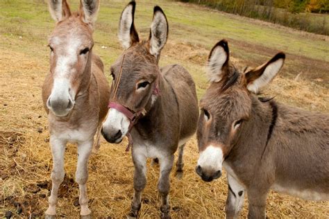 Donkey vs. horse nutrition: What's the difference? - Horse Rookie