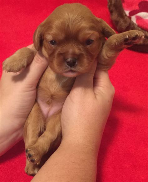 Ruby Red Cavalier King Charles Spaniel Puppy