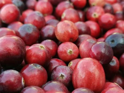 Arándanos rojos | Berry Trade