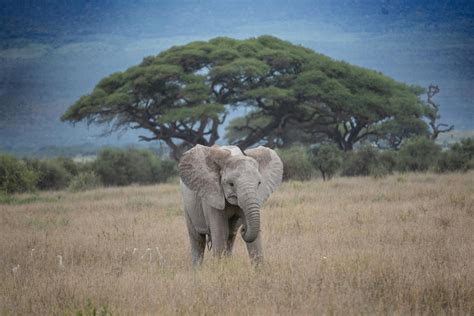 Japanese+Big+Boob+Bikini Photos, Download The BEST Free Japanese+Big ...