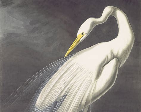 John James Audubon - Friend of the birds | Obelisk Art History