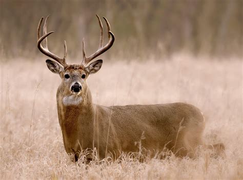 Deer Hunting in South Carolina - Realtree Camo