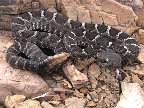 What is Arizona Black Rattlesnake?