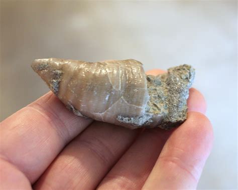 Horn Coral Fossils In Ohio