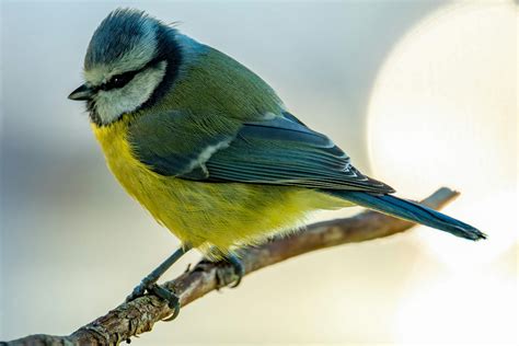 Japanese Small Tit Photos, Download The BEST Free Japanese Small Tit ...