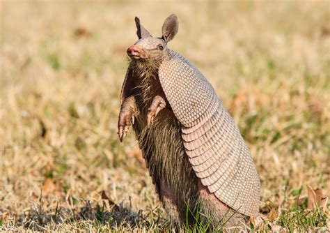Do Armadillos Carry Diseases