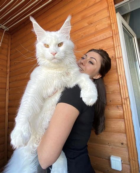 Giant Maine Coon Size Cats for Sale | Maine coon price