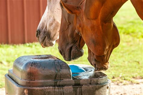 Buh-Bye Buckets: 5 Best Automatic Horse Waterers - Horse Rookie
