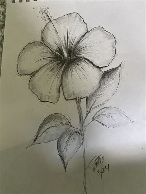 Pin by Pattie Stokes on My art | Plant sketches, Flower art drawing ...