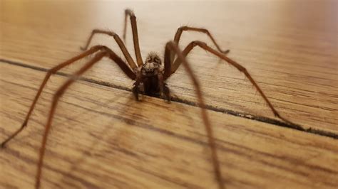 What attracts spiders and how to keep them out of your home
