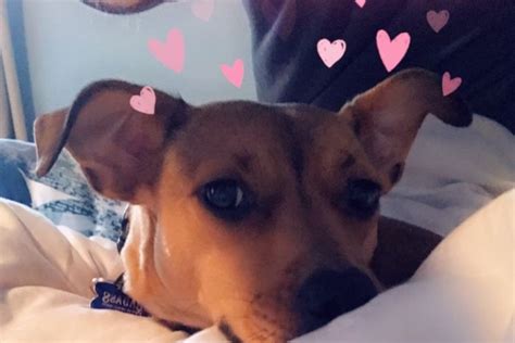 How to Use Snapchat Filter on Dogs and Pets