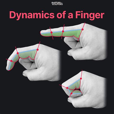 Anatomy For Sculptors - Dynamics of a finger