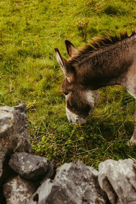 Anime+Ahegao+Wallpaper Photos, Download The BEST Free Anime+Ahegao ...