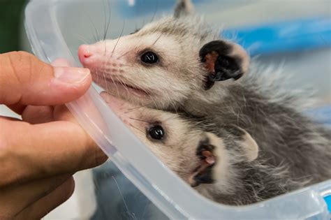 Found a baby animal, now what? Tips and tricks from your local wildlife ...