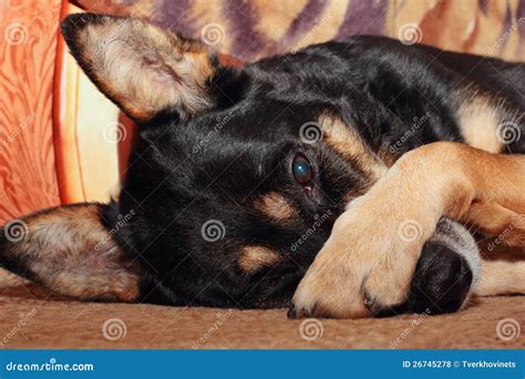 124 Dog Covering Nose Photos - Free & Royalty-Free Stock Photos from ...