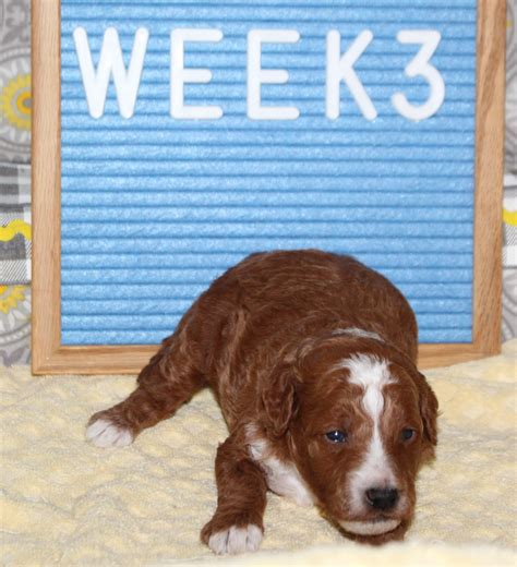 Mustard Seed Ranch Doodles at Julie Solberg blog