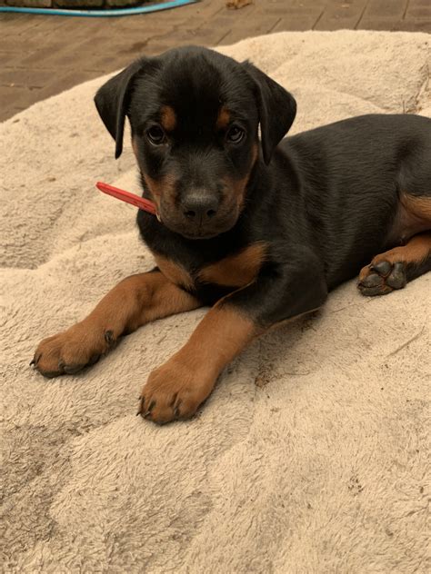 Rottweiler And Doberman Mix Puppies